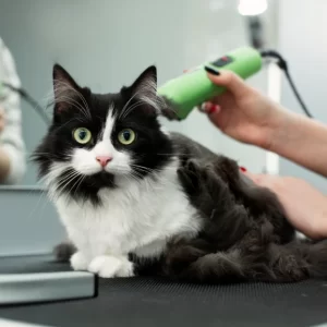 Full grooming for cats