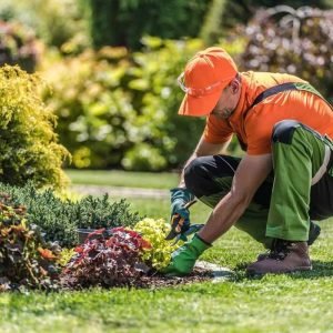 Lawn & Plant Health Care